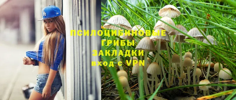 Галлюциногенные грибы Psilocybe  Калтан 